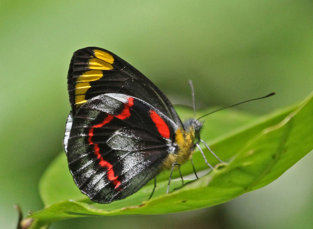 Black Jezabel Butterfly