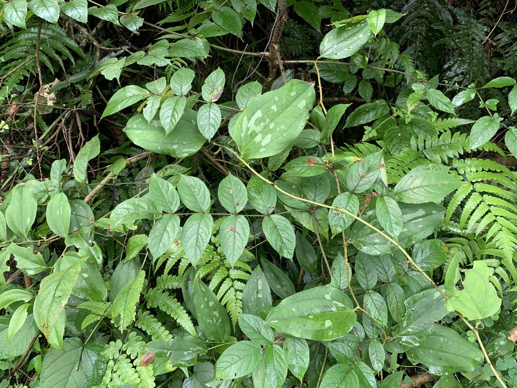 Aralia finlaysoniana