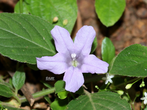 Ruellia prostrata