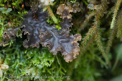 Peltigera pacifica