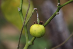 Solanum carolinense