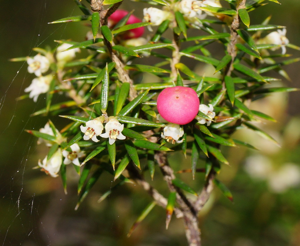 Leptecophylla pogonocalyx