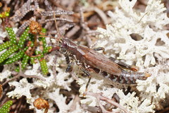 Truganinia bauerae