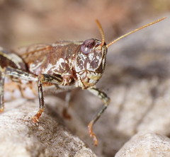 Truganinia bauerae