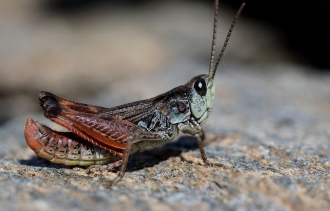 Piedmont Grasshopper