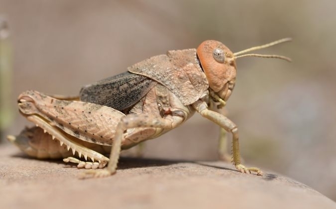 Crau Plain Grasshopper