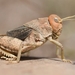 Crau Plain Grasshopper - Photo (c) Gaëtan Jouvenez, some rights reserved (CC BY-NC), uploaded by Gaëtan Jouvenez