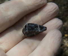 Conus ventricosus