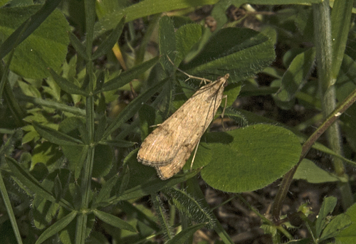 Photo of Rush Veneer (Nomophila noctuella)