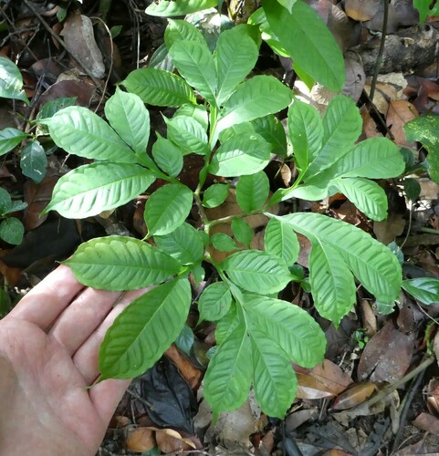 Amorphophallus barthlottii image