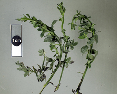 Erysiphe trifoliorum