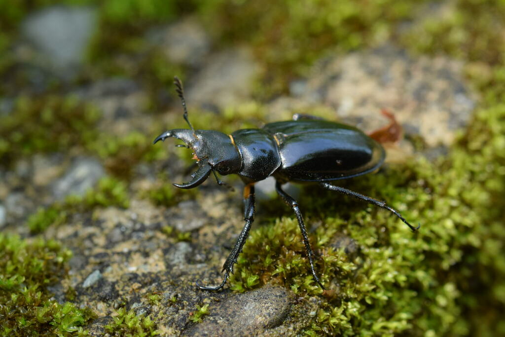Lucanus gamunus