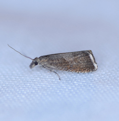 Dichrorampha acuminatana