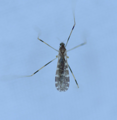 Erioptera caliptera