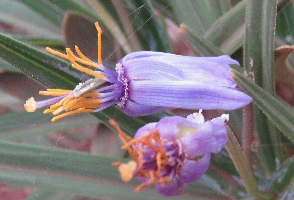 Vellozia ornithophila
