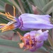 Vellozia ornithophila - Photo (c) Rich Hoyer, algunos derechos reservados (CC BY-NC-SA), subido por Rich Hoyer
