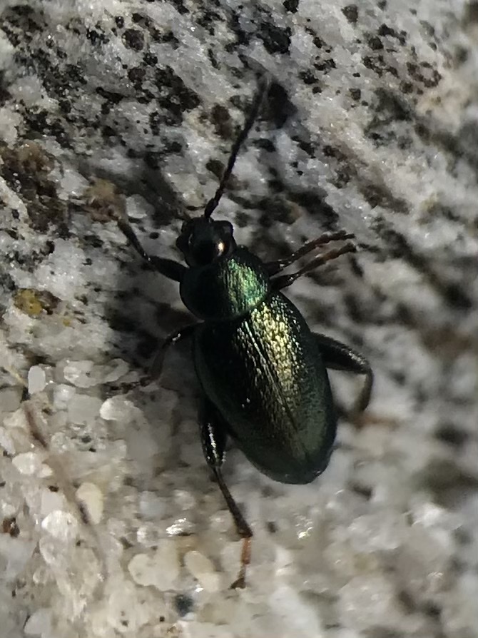 Phyllotreta chalybeipennis