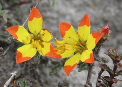 Cambessedesia semidecandra