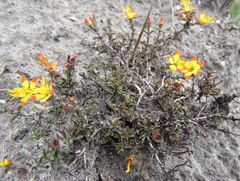 Cambessedesia semidecandra