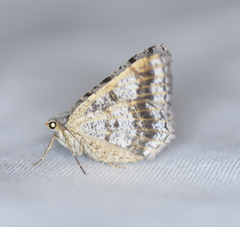 Digrammia ocellinata