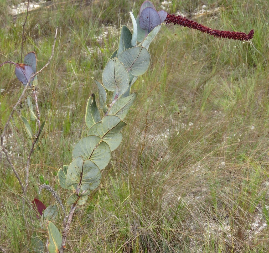 Coccoloba cereifera