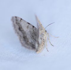 Digrammia ocellinata