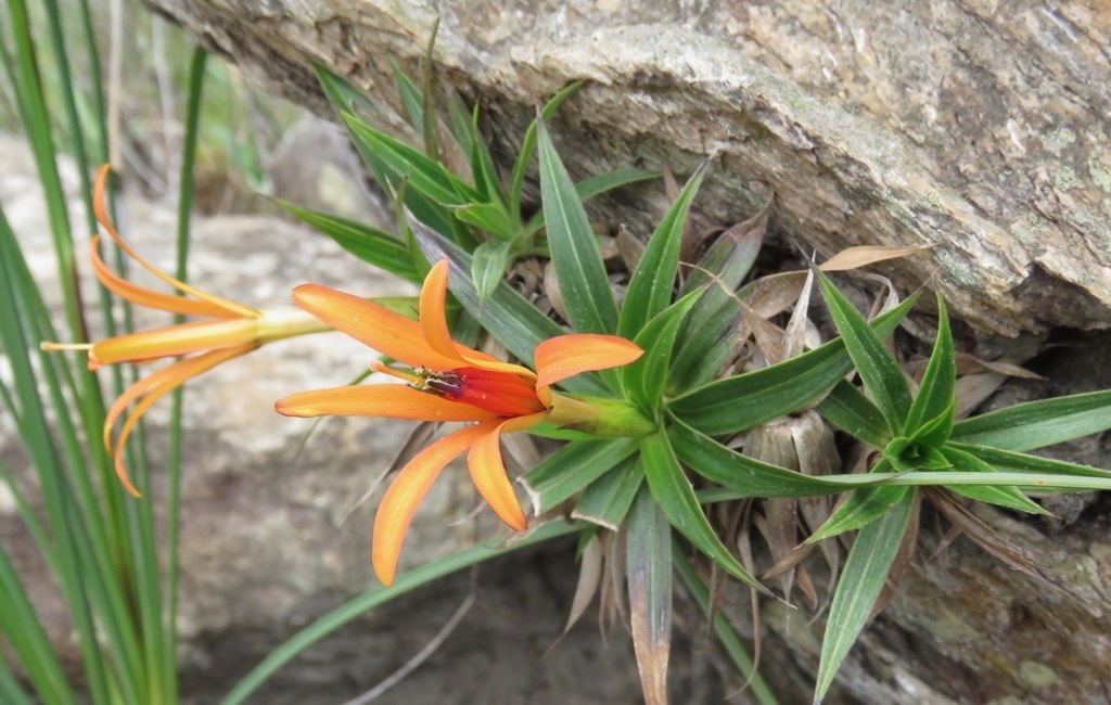 Barbacenia gentianoides