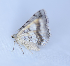 Digrammia ocellinata