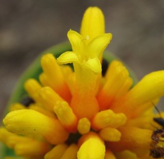 Palicourea rigida