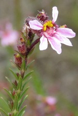 Cuphea ericoides
