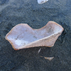 Arca pacifica