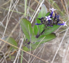 Declieuxia fruticosa
