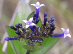 Declieuxia fruticosa