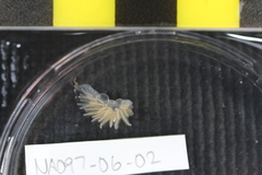 Flabellina