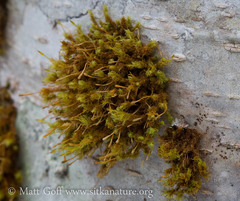 Ulota obtusiuscula
