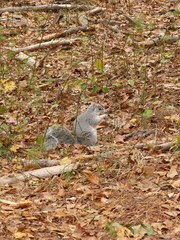 Sciurus niger cinereus