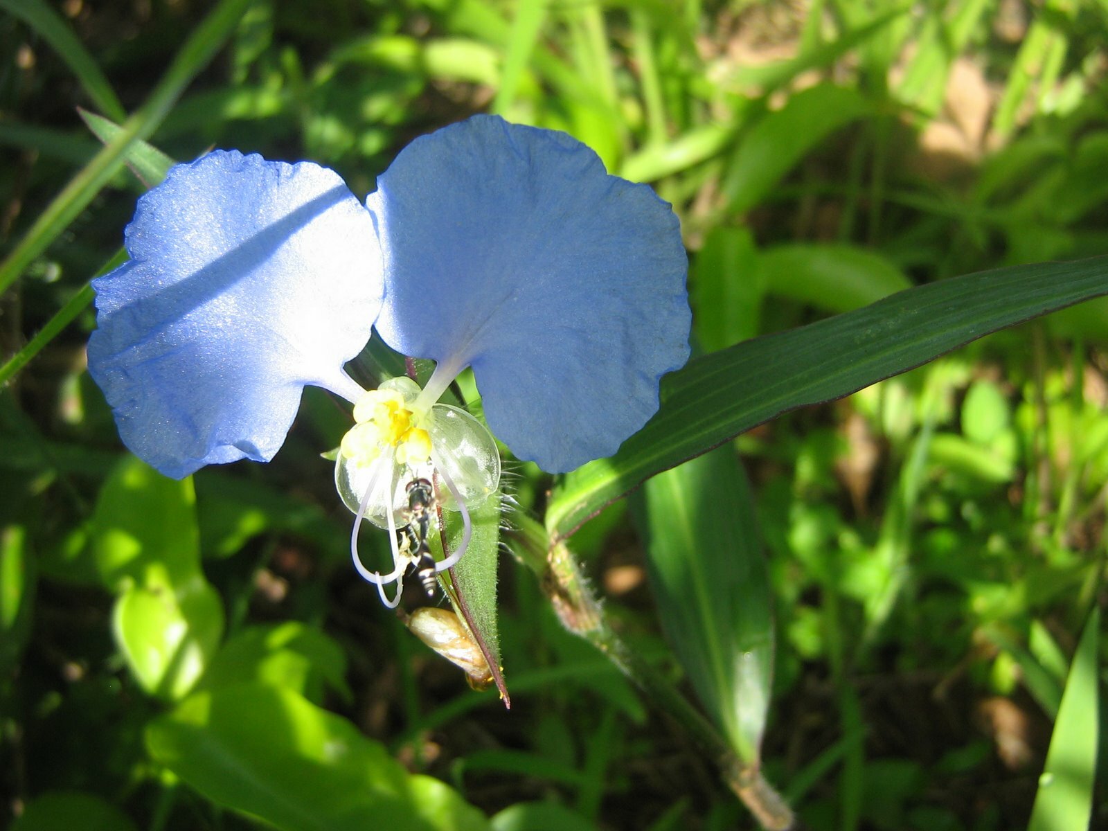 Commelina erecta