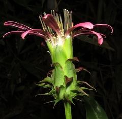 Mutisia speciosa