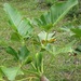 Thaumatophyllum uliginosum - Photo 由 Rich Hoyer 所上傳的 (c) Rich Hoyer，保留部份權利CC BY-NC-SA