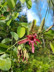 Passiflora cupraea
