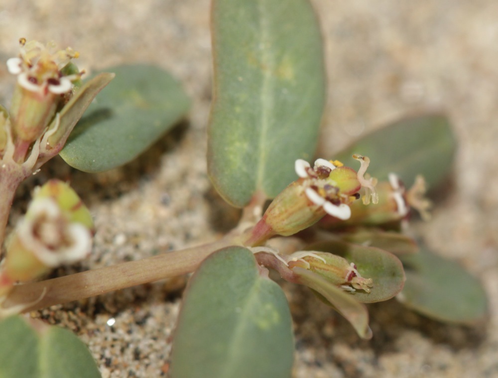 Euphorbia golondrina