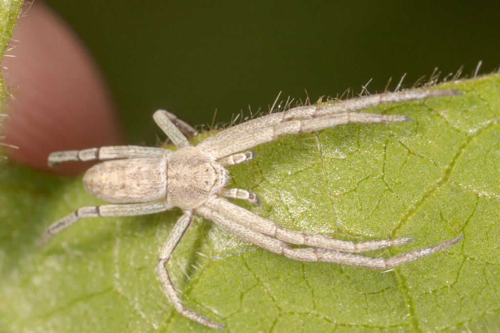 Philodromus pratariae