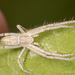 Philodromus pratariae - Photo (c) Victor Engel, some rights reserved (CC BY), uploaded by Victor Engel