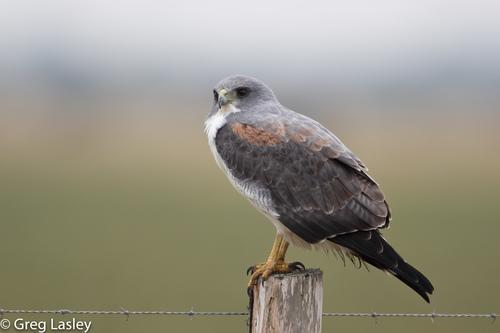 White-tailed Hawk (Geranoaetus albicaudatus)