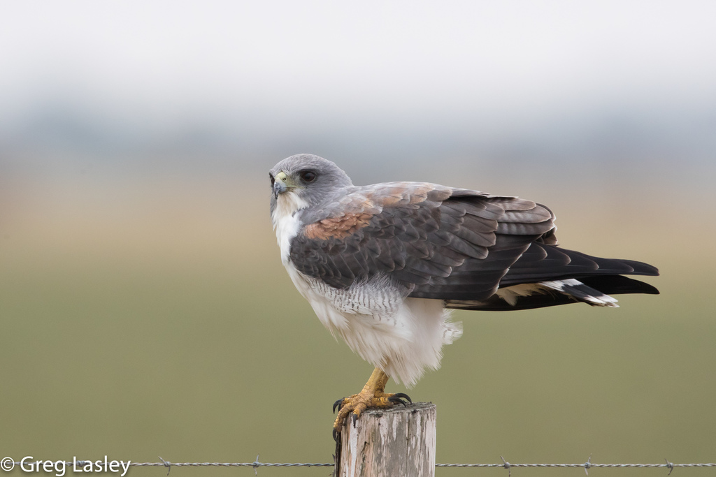 White-tailed Hawk photo