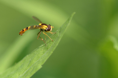 Sphaerophoria philanthus