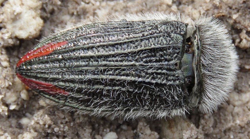 Conognatha macleayi