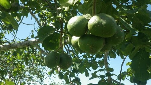 Pekea Nut