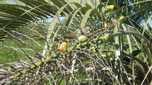 Jelly palm