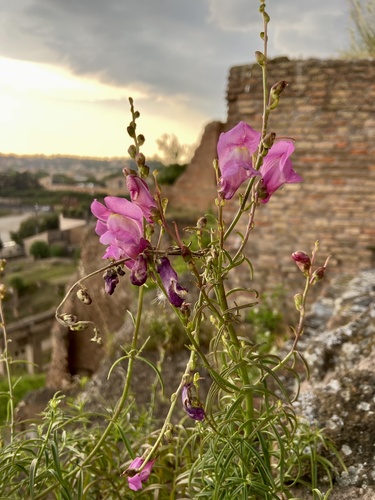 Greater snapdragon